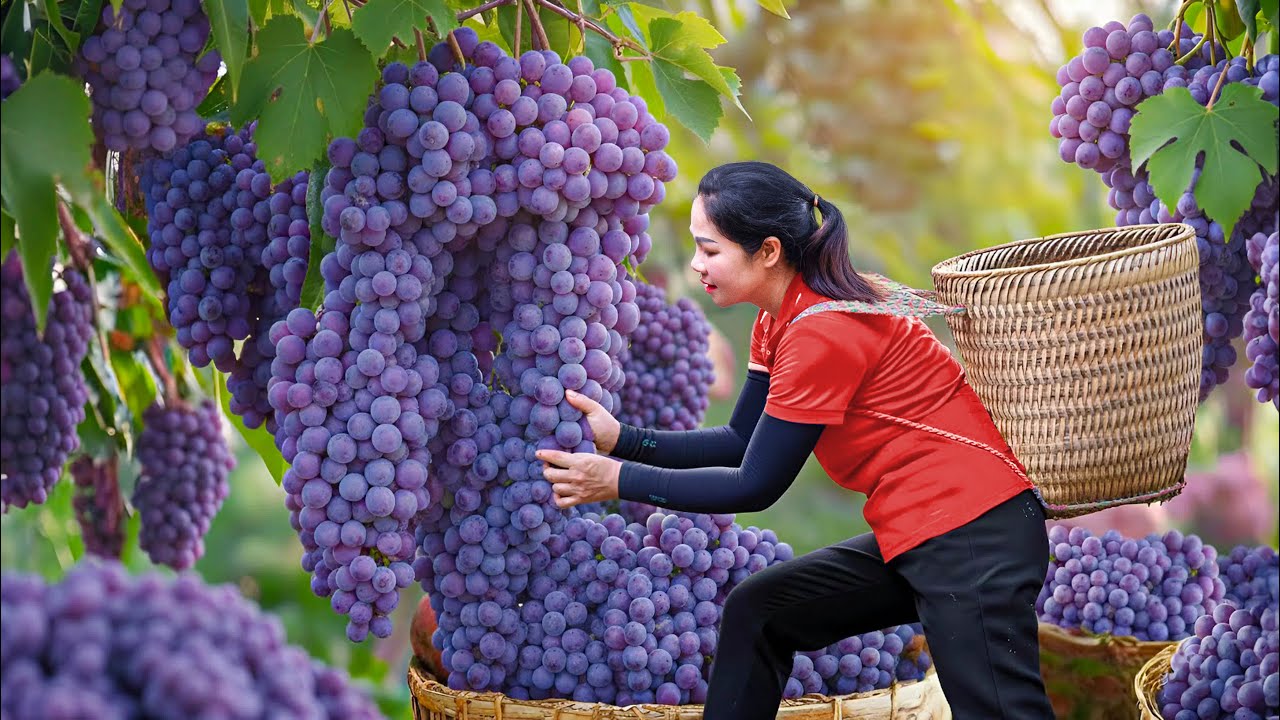 Grape Harvest - Harvesting Thousands of Purple Grapes & Go to Market Sell | Agricultural Products