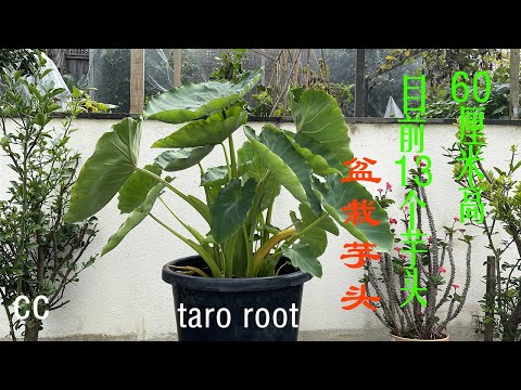 怎样在后院种植盆栽芋頭(taro root planting )这种简单的家庭 种菜方法,适合于阳台和小面积的土地。外加自产芋头做法的视频 怎样在后院种植盆栽芋頭(taro root planting )这种简单的家庭 种菜方法,适合于阳台和小面积的土地。外加自产芋头做法的视频
