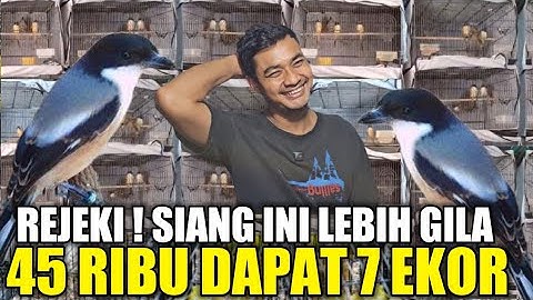 REJEKI SIANG INI ! PENTET BLANKON MELIMPAH RUAH DIKIOS NASIKIN PASAR BURUNG PRAMUKA