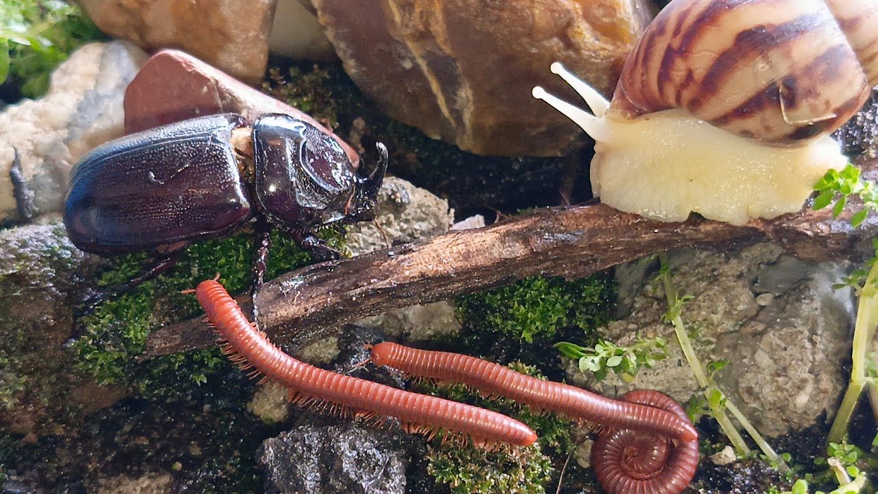 Rare Meeting: Rhino Beetle, Giant Millipede, and Snail Together ! 