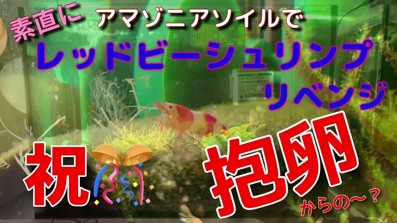 ソイルでレッドビーシュリンプ リベンジ　祝抱卵！