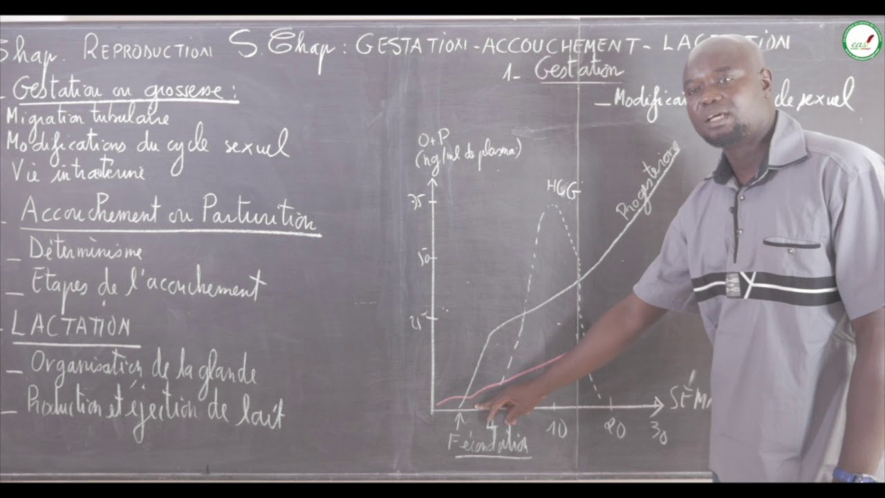 Cours - Terminale - SVT : La Reproduction / Gestation - Accouchement - Lactation / La Grossesse