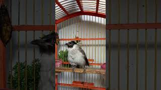 Suara burung kutilang gacor full isian mewah tembakan rapat