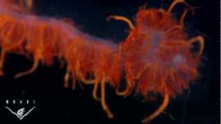 Eerie Critters From The Deep Sea Predators And Scavengers