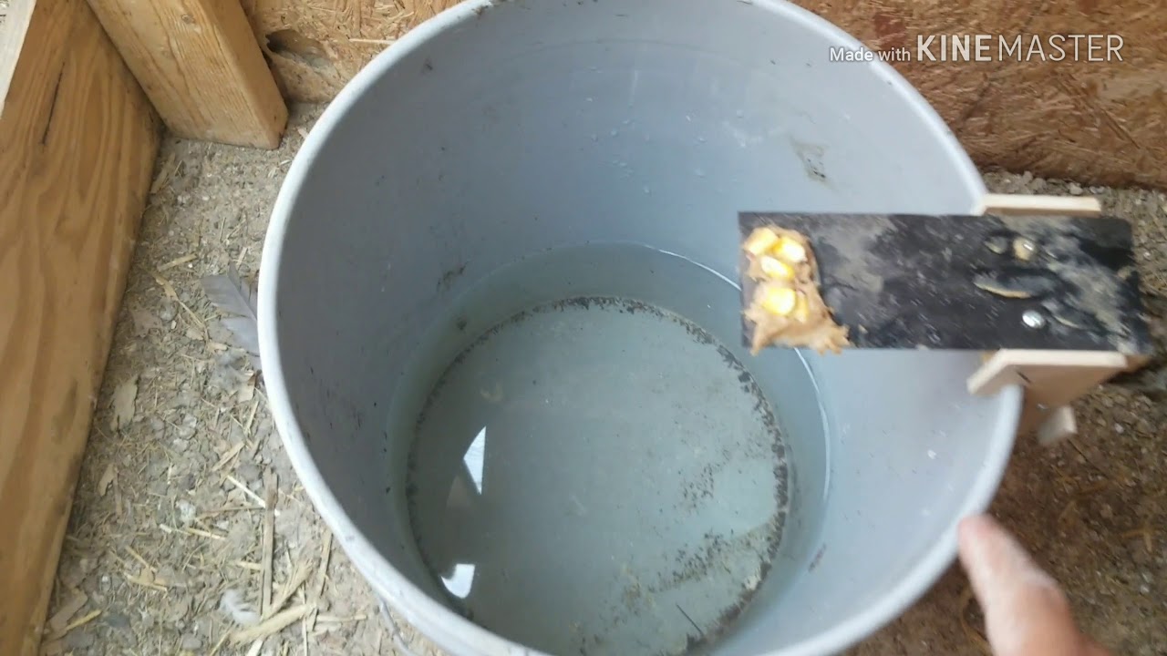 Walk the plank mouse trap review