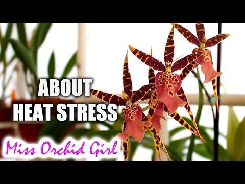 ვიდეო: Is My Orchid Sun Burnt - შეიტყვეთ ორქიდეებში მზის დამწვრობის მართვის შესახებ