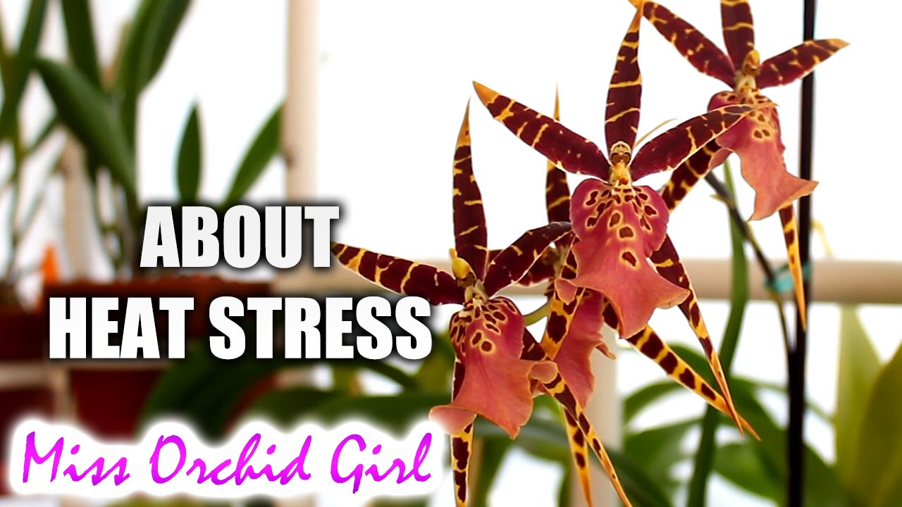 Orchids and heat stress - why do leaves burn in the sun?