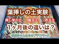 【多肉植物】葉挿し用土の違い実験❗️1ヶ月後の様子です❗️土の違いで育ち方が違ってくるのか？どの土が育ちが良いのか？【園芸】