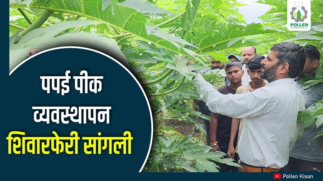 शिवारफेरी सांगली | पपई पिक व्यवस्थापन | Pollen Kisan