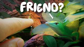 I Bought My DREAM Lizard (Bad Idea)