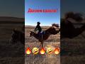 🔥🤣Крутой Сальто🤣🔥 #compilation #horse #horseriding #war #rek #кокбору #финиш #хочу #көкпар #лошади