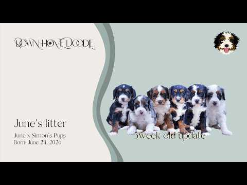 June x Simon's Mini Bernedoodle Puppies | Down Home Doodle — 6week old update