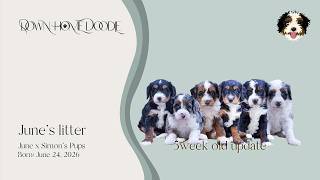 June x Simon's Mini Bernedoodle Puppies | Down Home Doodle — 6week old update