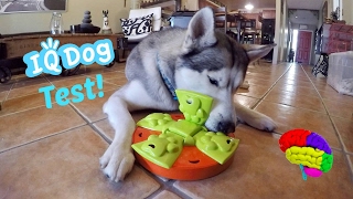 Testing My Husky's Intelligence!  Dog IQ Puzzle Test!