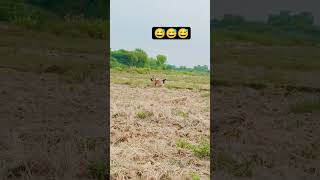 funny dogs😅😅#trendingshortsvideo #shortfeeds