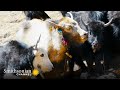 Behavior and Survival of Yaks