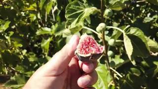 Bass' Favorite Fig Update