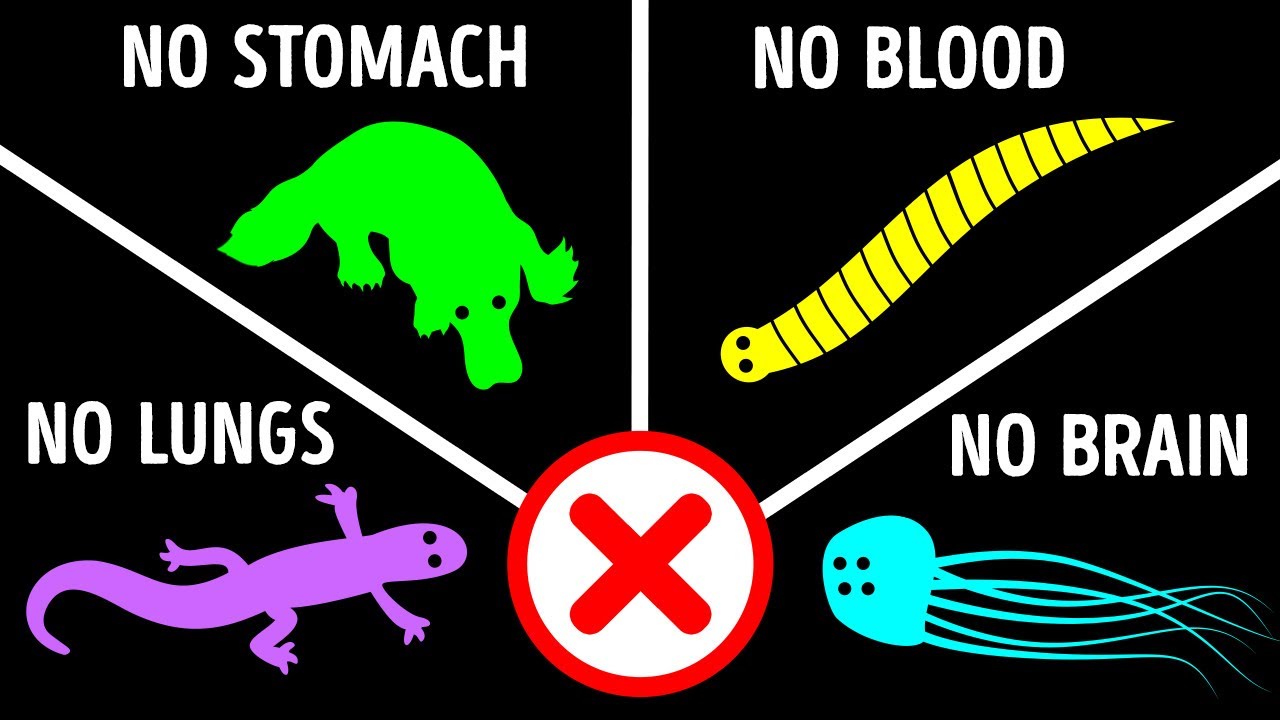 Animal Facts You Haven T Heard 50 Times Before