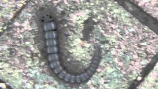 Strange Alien Bug