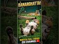 BANNERGHATTA NATIONAL PARK #shorts #foryou #safari #jungle #minivlog #fyp