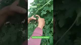 Grow Your Own Food Regenerative Agriculture Healthy Lifestyle Sustainable Living - Harimitti