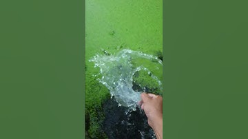 Cách nuôi bèo tấm khá đơn giản cho anh em tham khảo nhé! #ocnhoi #ocnhoitrancong #ốcbươu