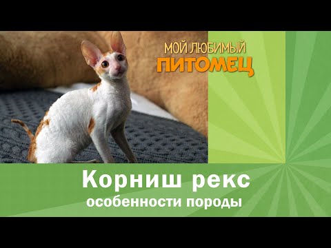 Video: Cornish Rex - Dış Ve Karakter