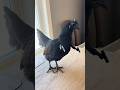 The 7 Fiercest Birds In The World And The Number One Spot Will Shock You 