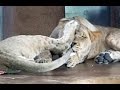 Lion chewing on his sister&#39;s tail