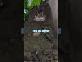 sí era un sapo 🐸 le atinaron 🌱#Jardin #Sapo #Nature #Shorts #FunnyVideo #GardenLife #ViralShorts
