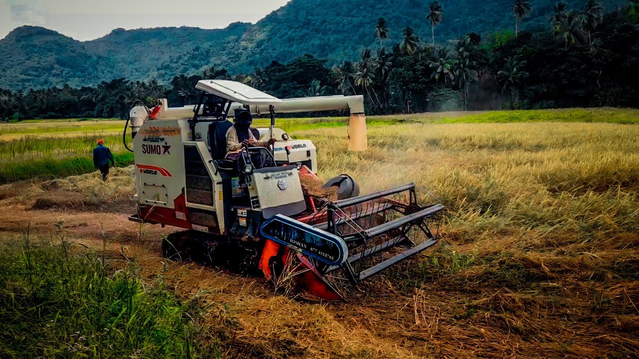 Browns Sumo World  Paddy Cutting | New Sumo World High Speed Harvester