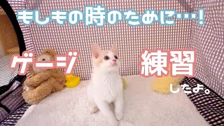 もしもの時のために！ゲージに慣れてもらいたい…！ by 今日のしらたまたち 22,722 views 1 year ago 5 minutes, 21 seconds