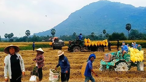Nông dân đồng bào Khmer thu hoạch lúa vụ thu đông mất mùa giá lúa quá thấp không có lợi nhuận.