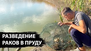 Осенняя проверка пруда вершами и раколовками, поймал осетра и кучу раков. Разведение раков в пруду