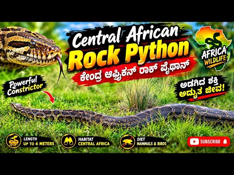 Central African rock python ll Tropical insects GT  #Africanroc python
