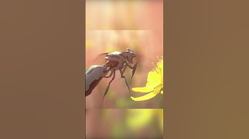 Why did they make ROBOT BEES?! 😨😱 #shorts