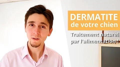 Quel médicament dermatite chien