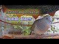 Suara Buat Masteran Perkutut Lokal Ampuh Cepat Gacor Manggung Mp3 - Mp4 Download
