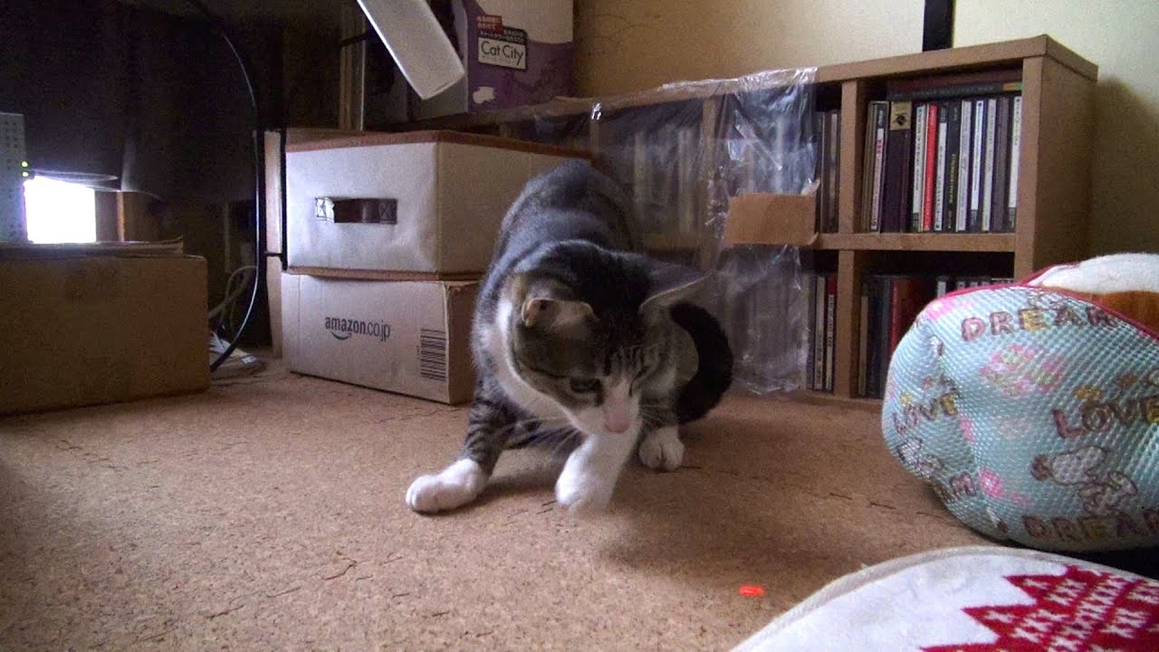 光を追いかける猫 Cat Chasing Light YouTube