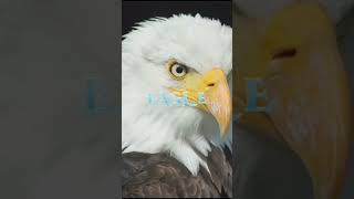 Haram birds in Islam #islamicshorts #shortsviral #shortsfeed #islamic