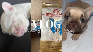 FRENCHIES 6 WEEK CHECK UP VLOG: FEEDING FRENCH BULLDOG PUPPIES