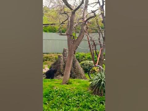 I'm at Dallas Zoo and I'm watching Chimps Fighting - YouTube