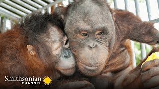 This Orangutan Friendship Will Melt Your Heart 🥰 Orangutan Jungle School | Smithsonian Channel