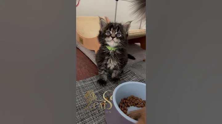 Video 10471621: mainecoon cat cutecat kitten, mainecoon kitten meow cat, maine coon kitten eating, mainecoon kitten playing, cute maine coon kitten