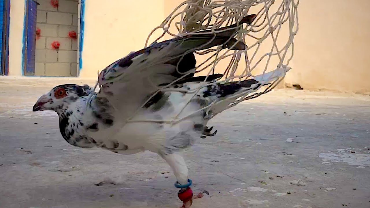 صيد اليوم احلى طير حمام عباسي اسود مرشوش😲