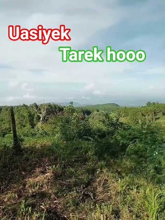 Uasiyek tarek hooo #dangdut #shorts