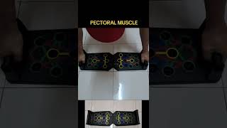 Pectoral Muscle  Httpsvttiktokcomzsdqfrg2x