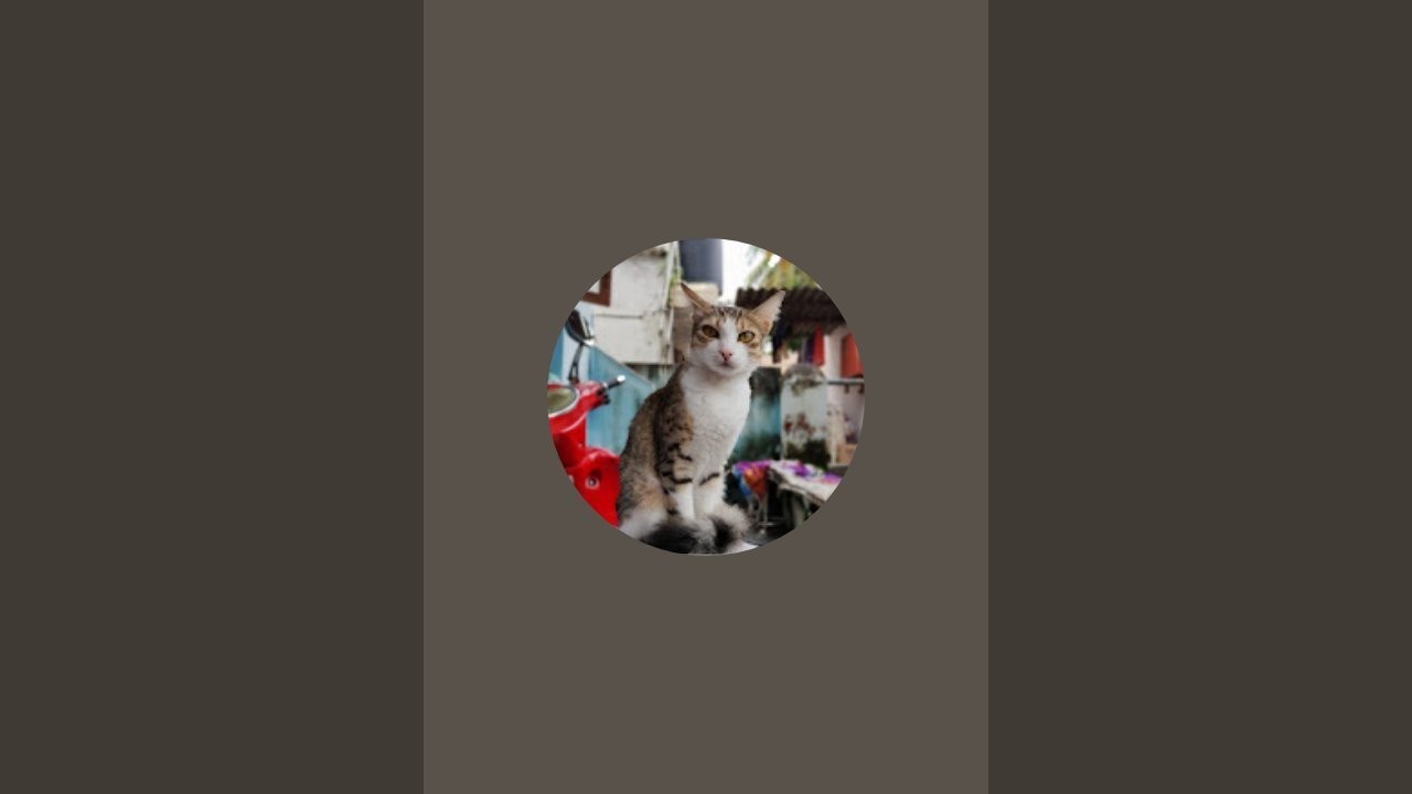 Kitkat THE Cat is live#वेलकम है आप सभी का लाइव में