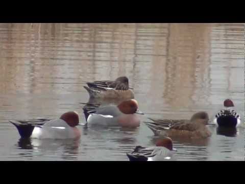 vogels nl... smienten Spijkerboor