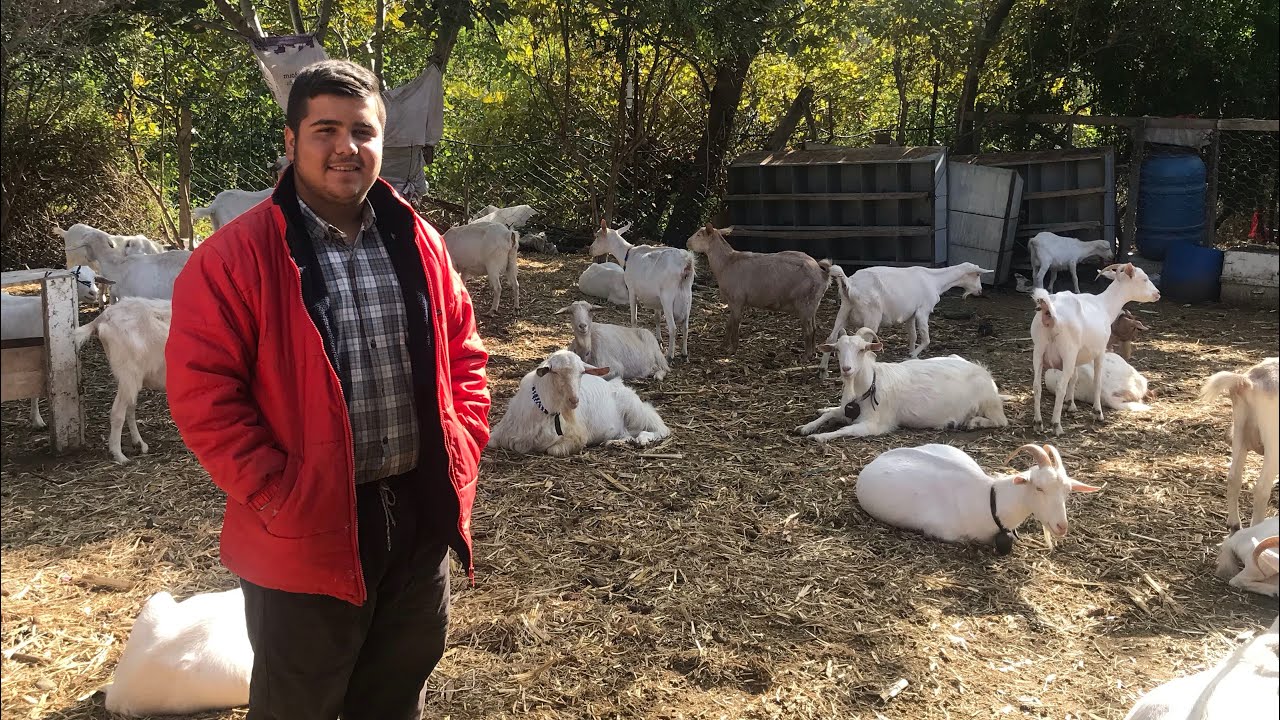 KEÇİLER DOĞURMAYA BAŞLADI ~ DOĞUMDAN HEMEN SONRA NELER YAPILMALI ?